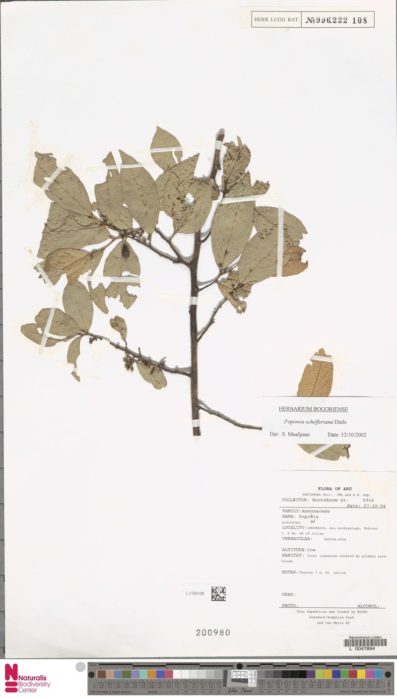 Popowia schefferiana