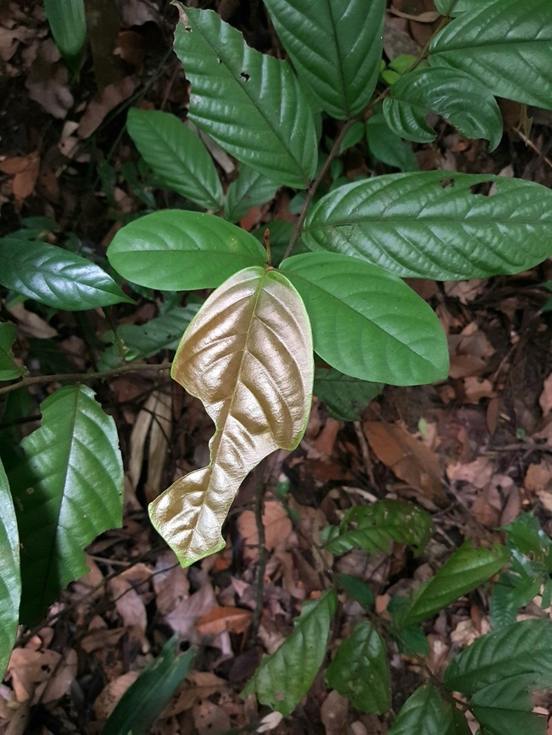 Popowia tomentosa