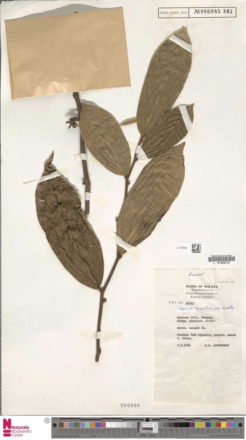 Popowia tomentosa var. crinita