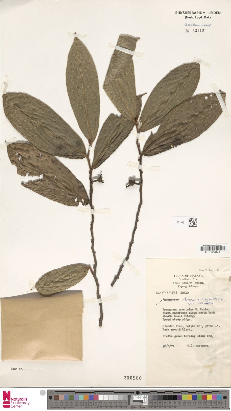Popowia tomentosa var. crinita photo 2