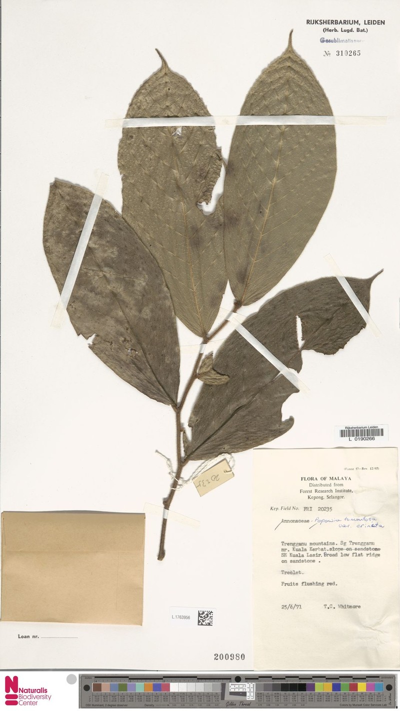 Popowia tomentosa var. crinita photo 3