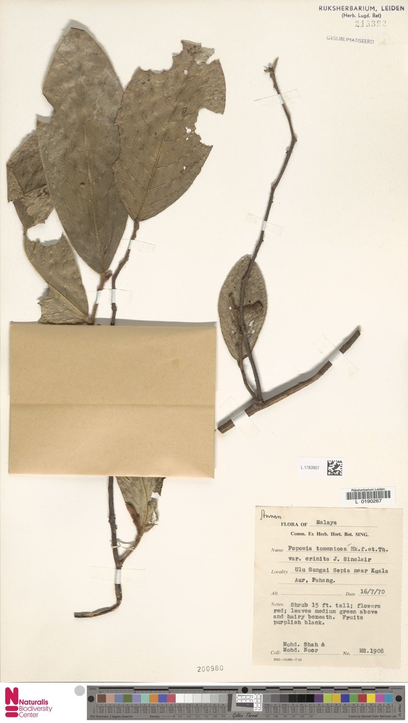 Popowia tomentosa var. crinita photo 4
