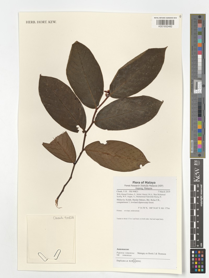 Popowia tomentosa var. tomentosa