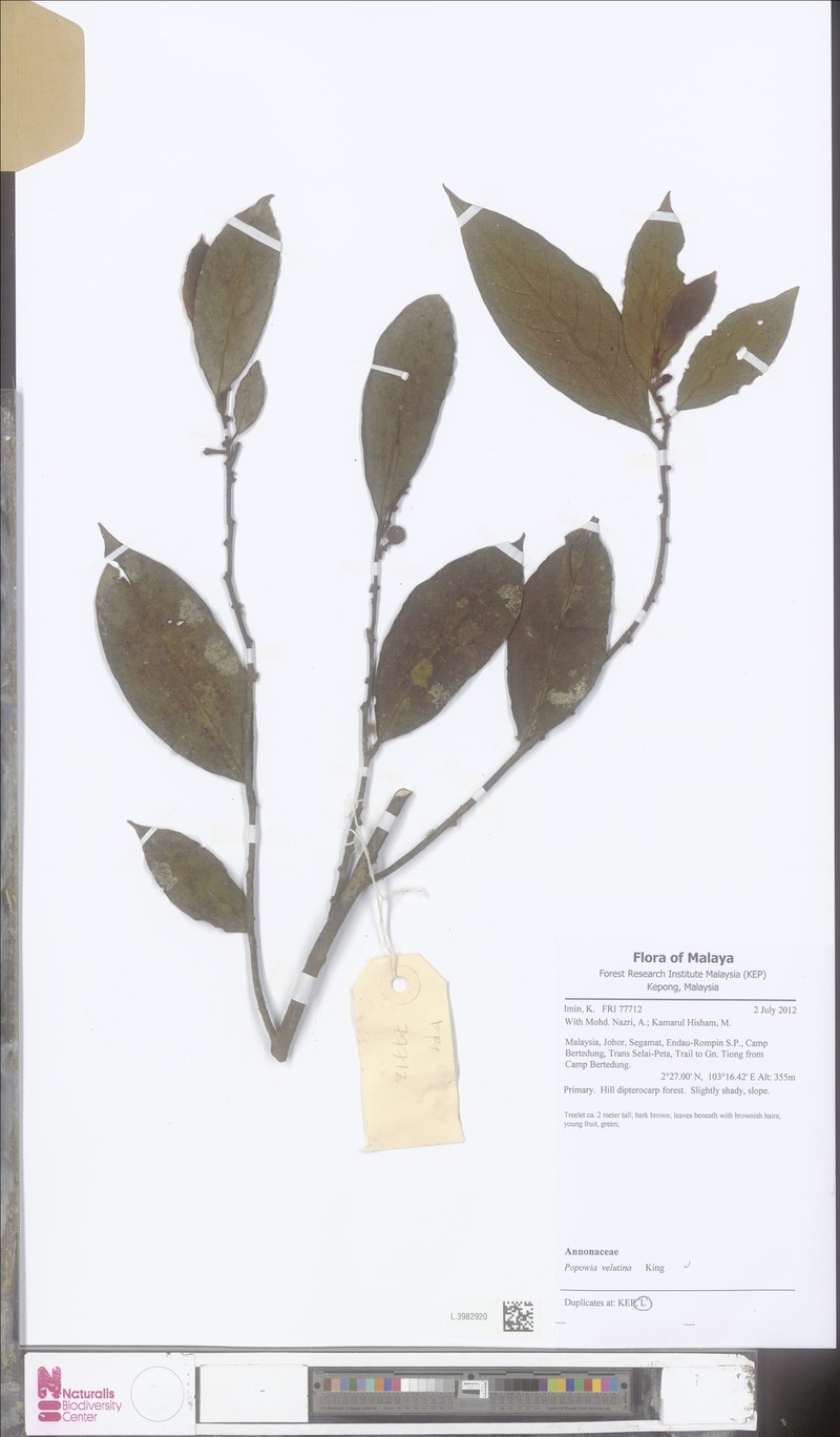 Popowia velutina
