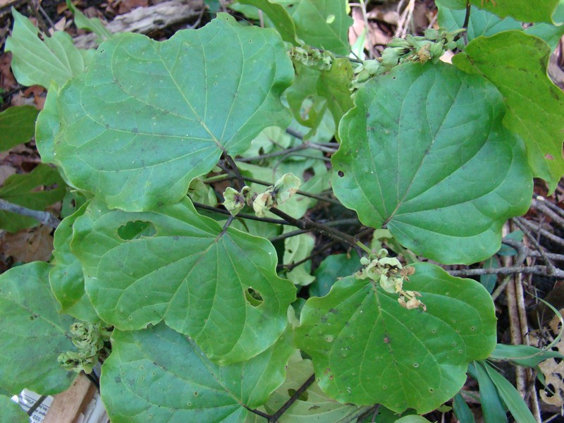 Populina richardii photo 2