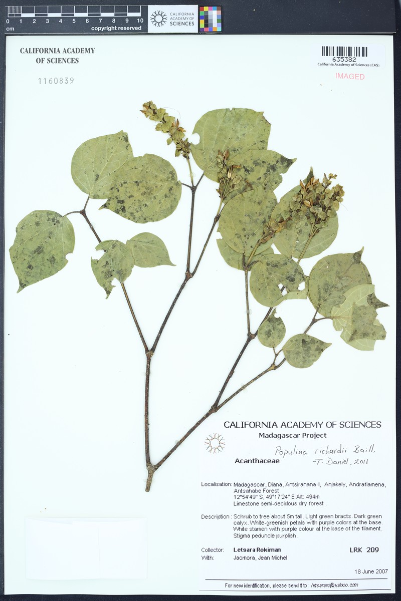 Populina richardii photo 3