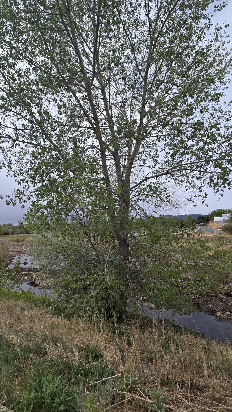Populus × acuminata