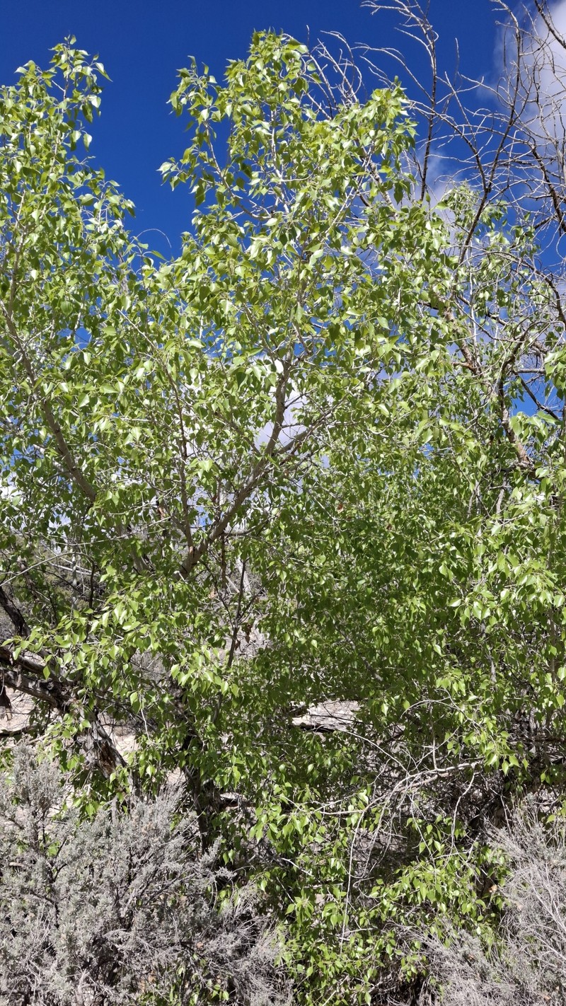 Populus × acuminata photo 3