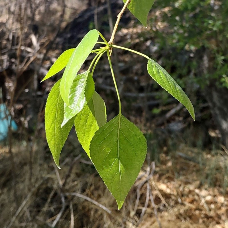 Populus × acuminata photo 4