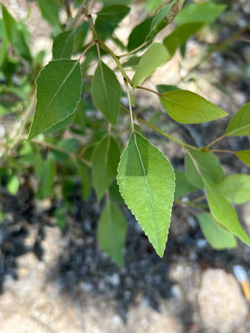 Populus × acuminata photo 6