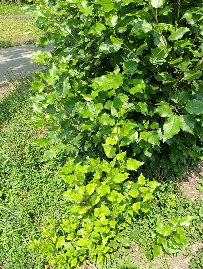 Cottonwood