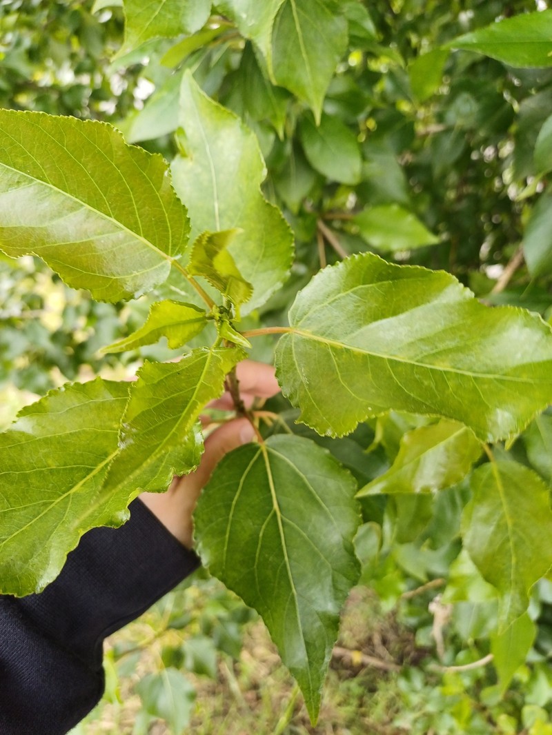 Cottonwood photo 2