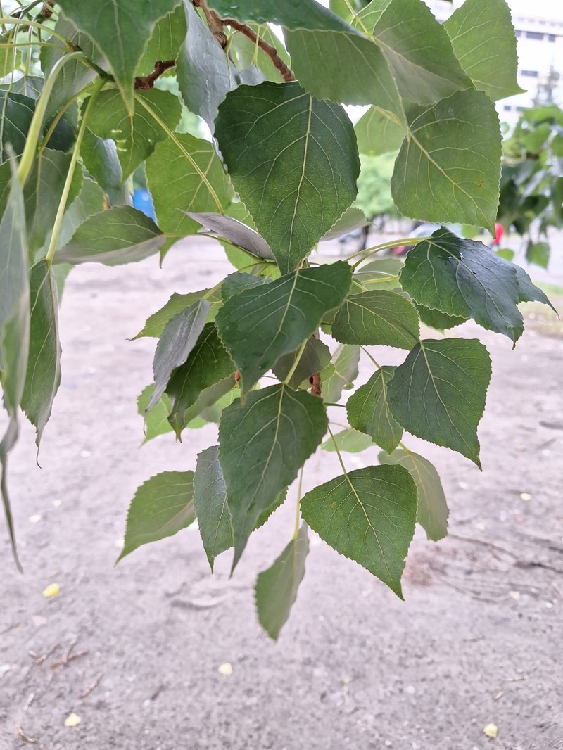 Cottonwood photo 3