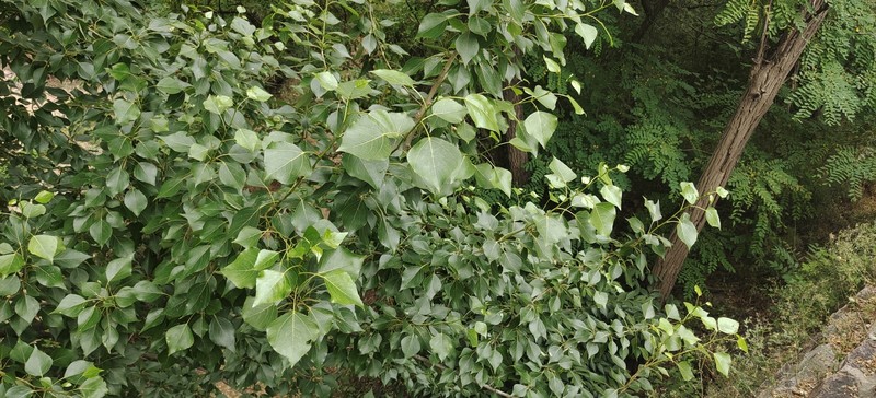 Cottonwood photo 4
