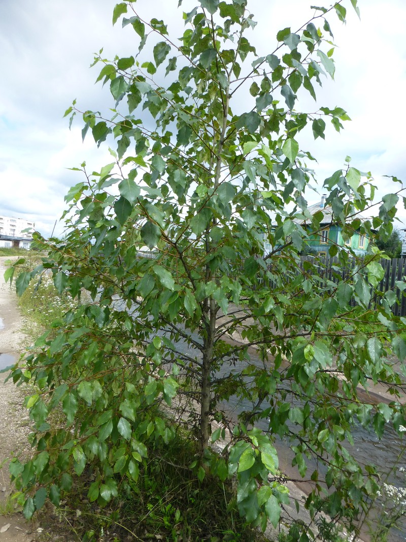 Cottonwood photo 5