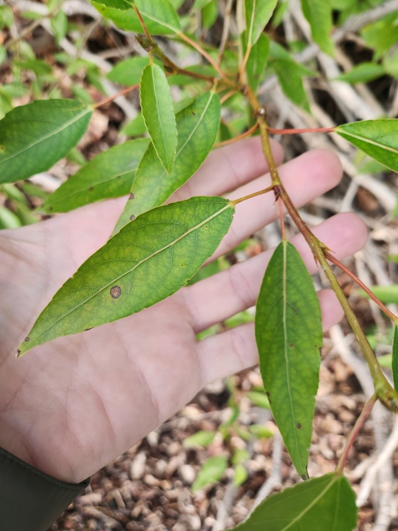 hybrid balsam poplar