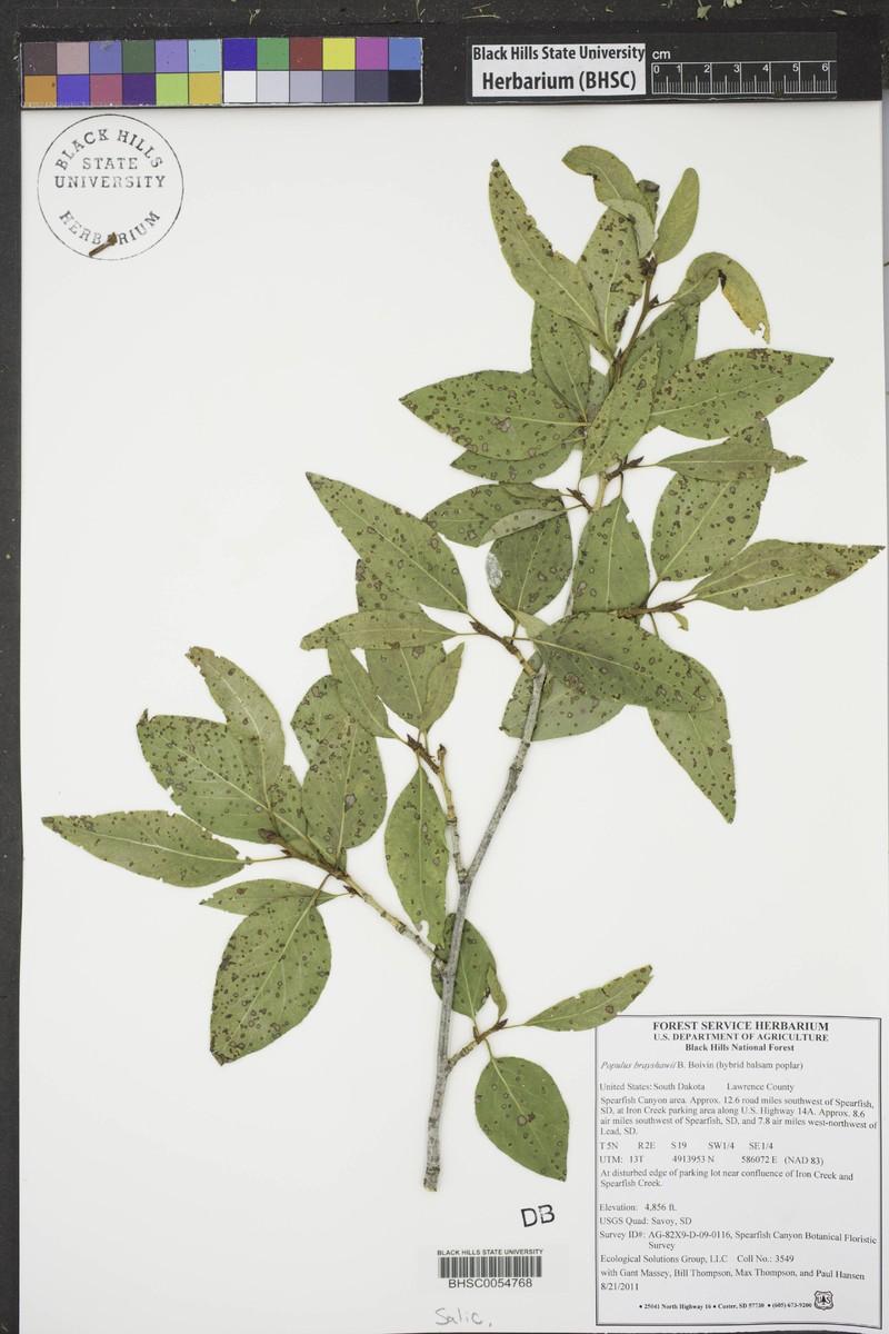 hybrid balsam poplar photo 2