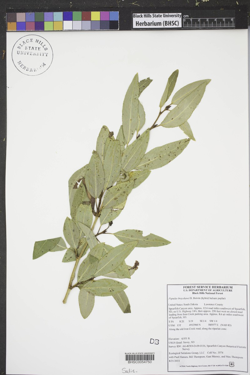 hybrid balsam poplar photo 3