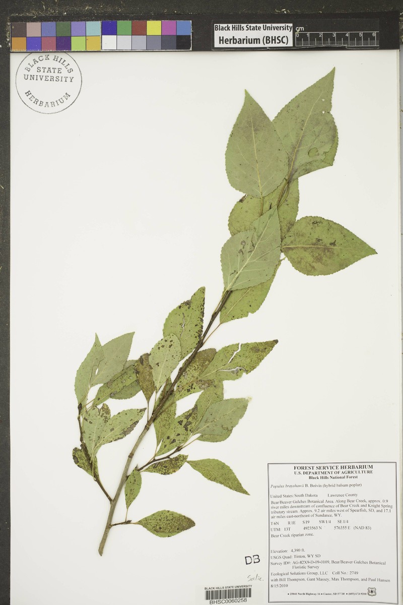hybrid balsam poplar photo 4