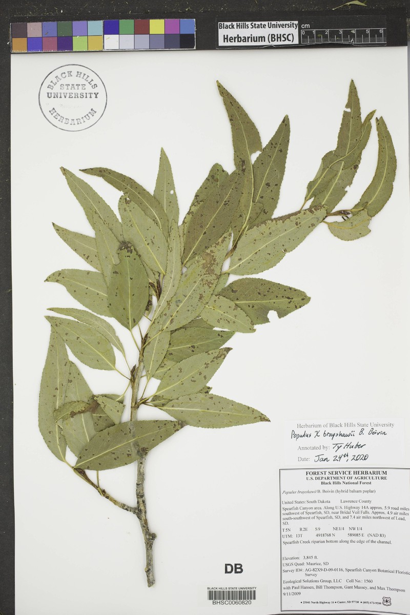 hybrid balsam poplar photo 5