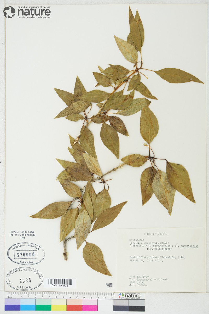 hybrid balsam poplar photo 6