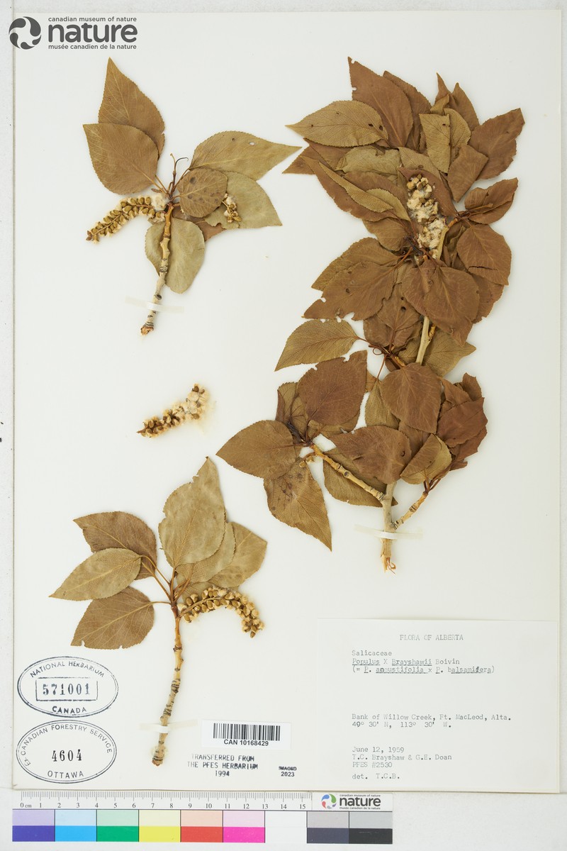 hybrid balsam poplar photo 7