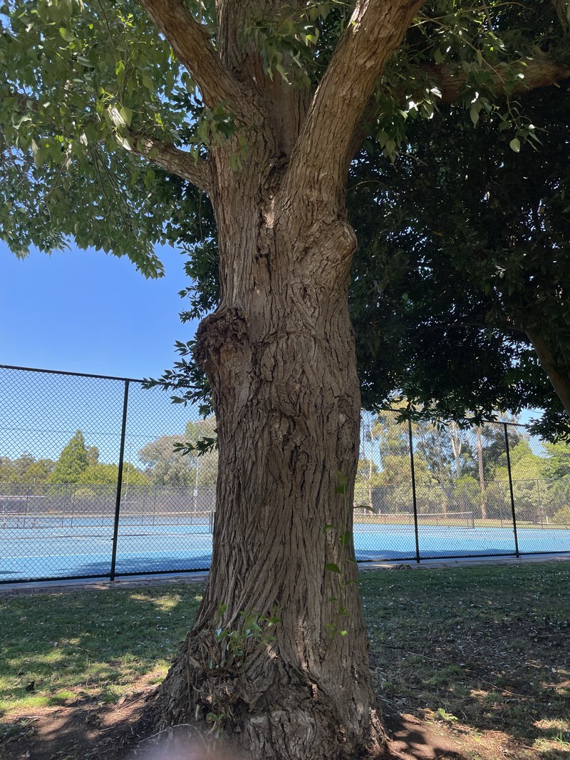 Carolina Poplar photo 2