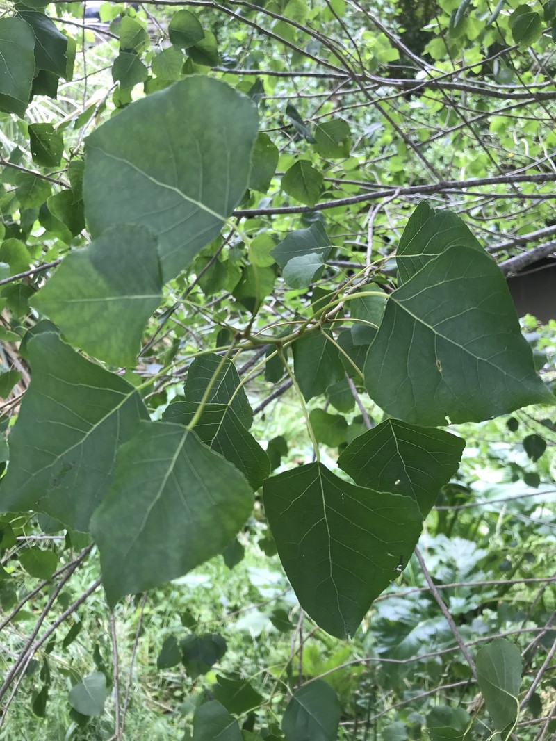 Carolina Poplar photo 3