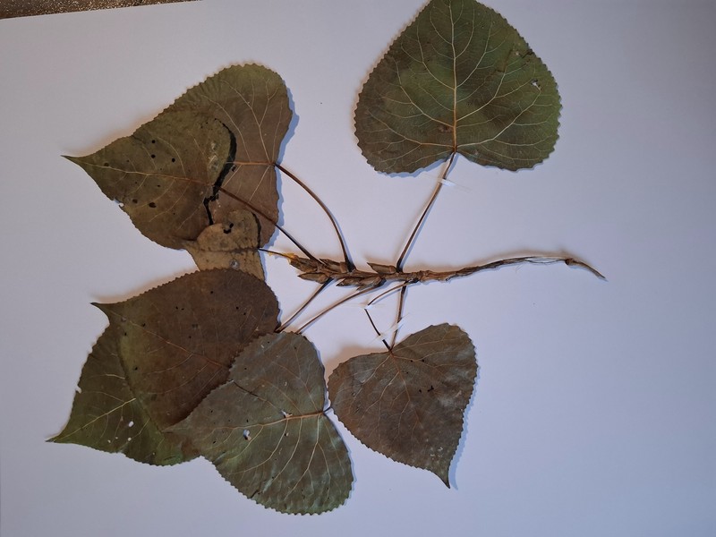 Carolina Poplar photo 4