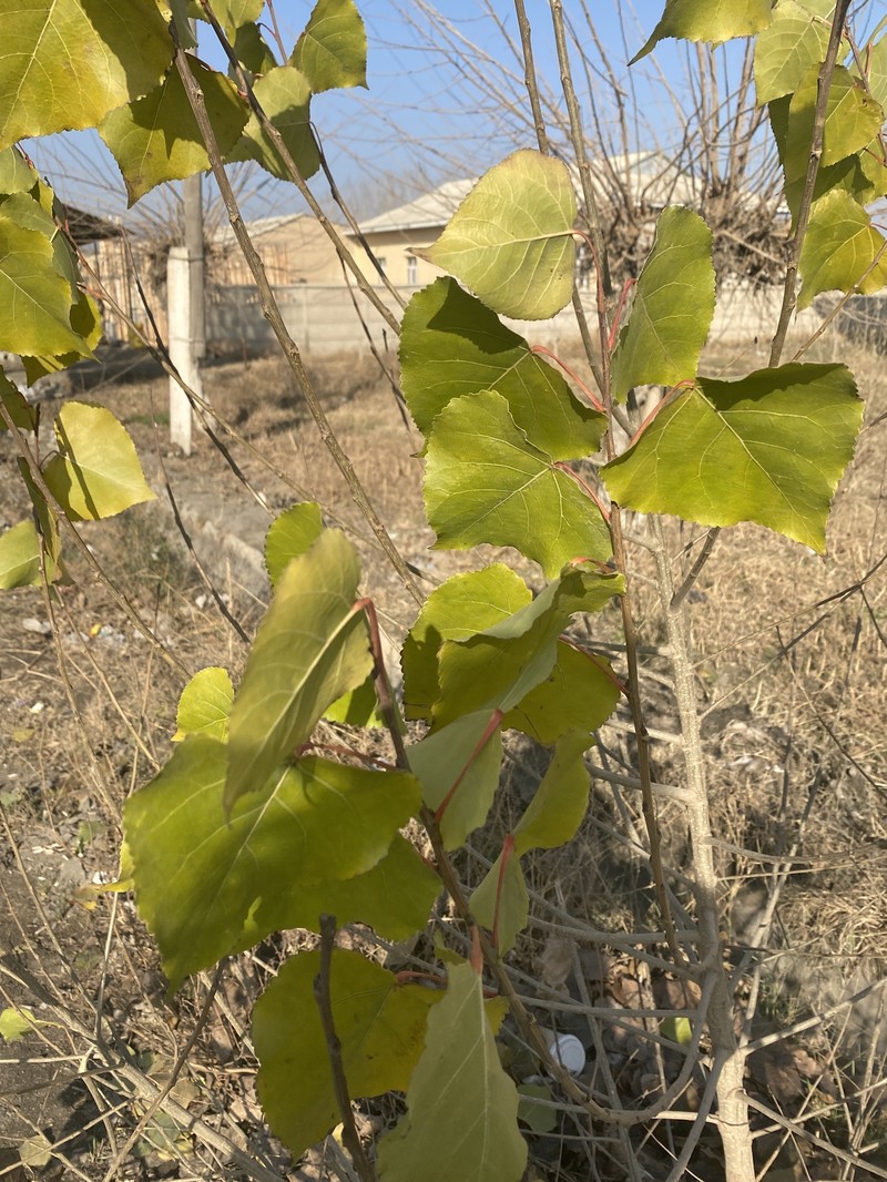 Carolina Poplar photo 5