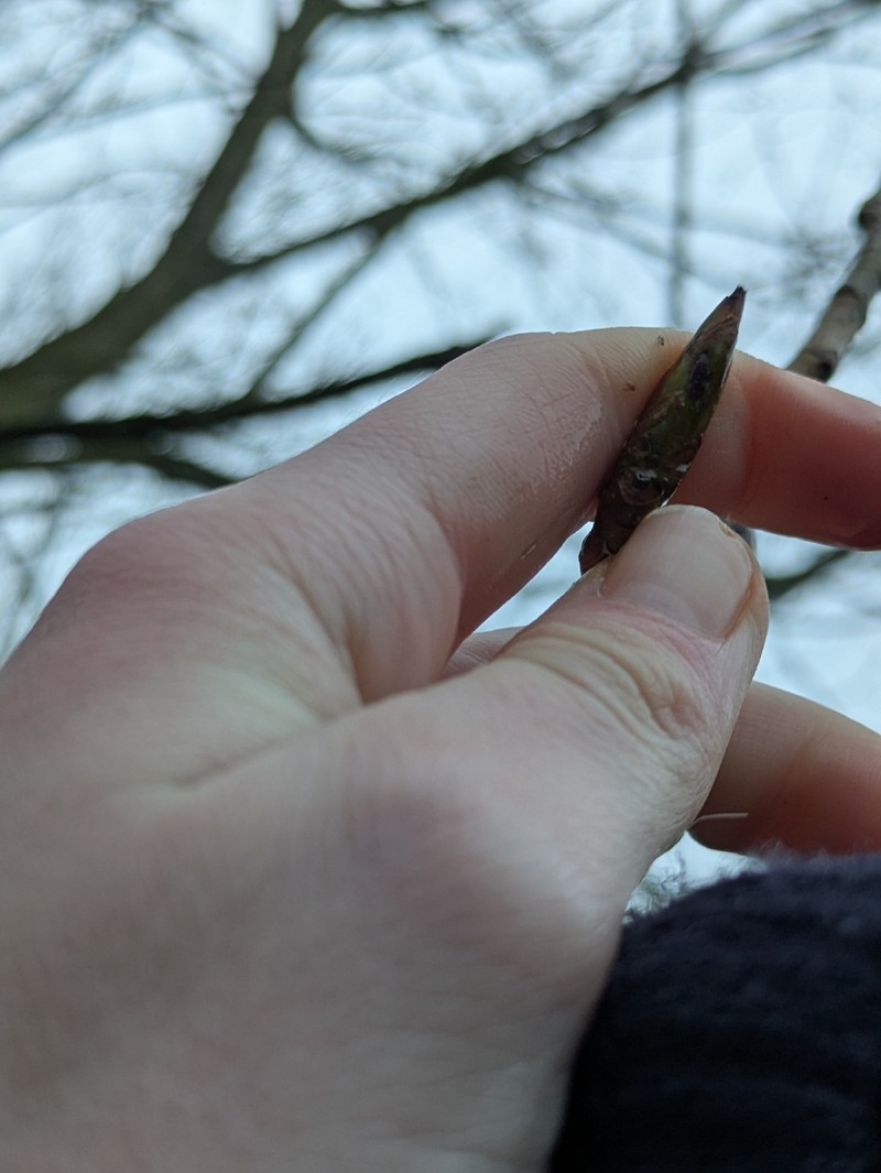 Carolina Poplar photo 6