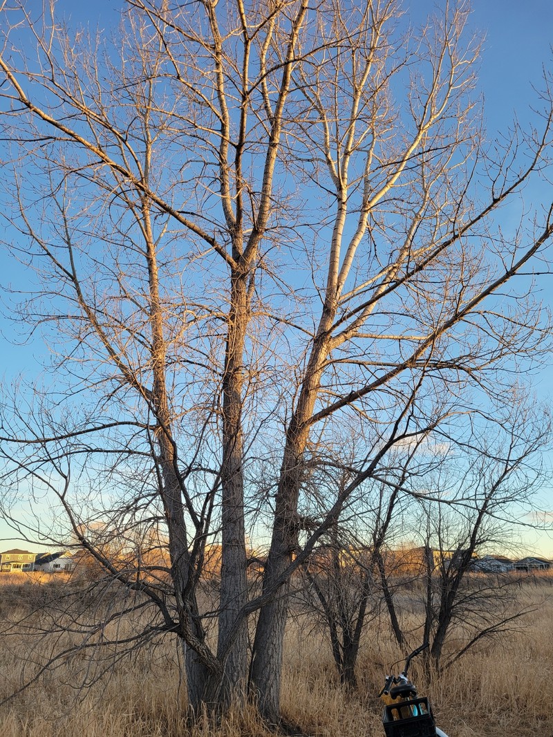 Carolina Poplar photo 7