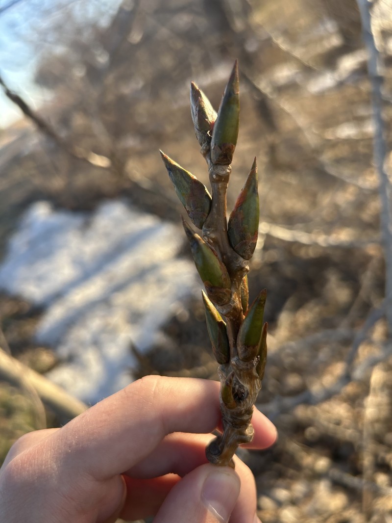 Carolina Poplar photo 8