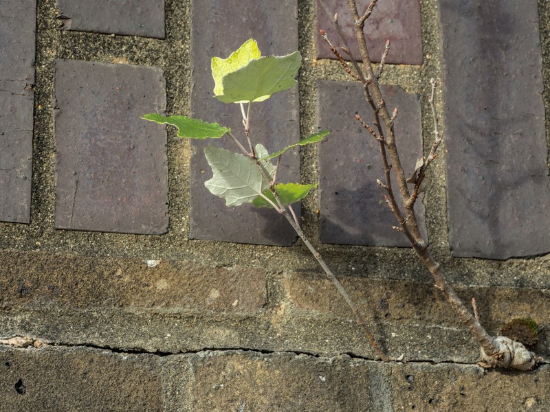 Gray Poplar photo 3