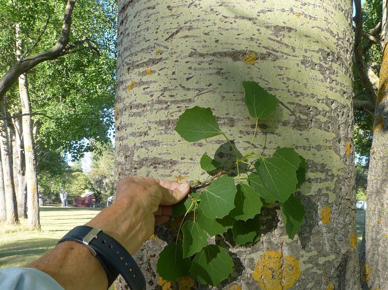 Gray Poplar photo 4