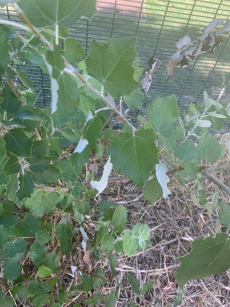 Gray Poplar photo 5