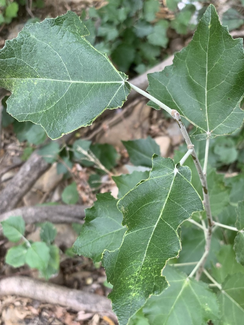 Gray Poplar photo 6