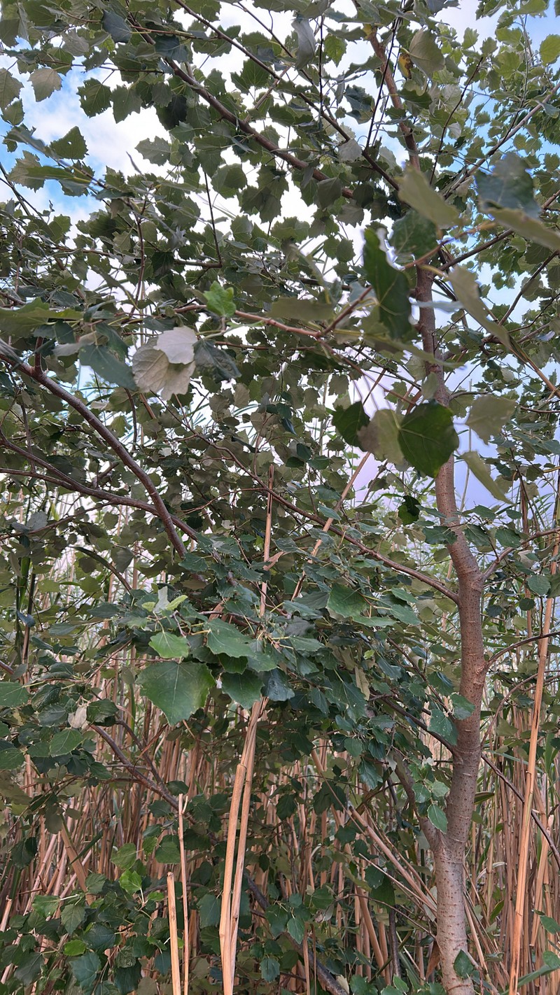 Gray Poplar photo 7