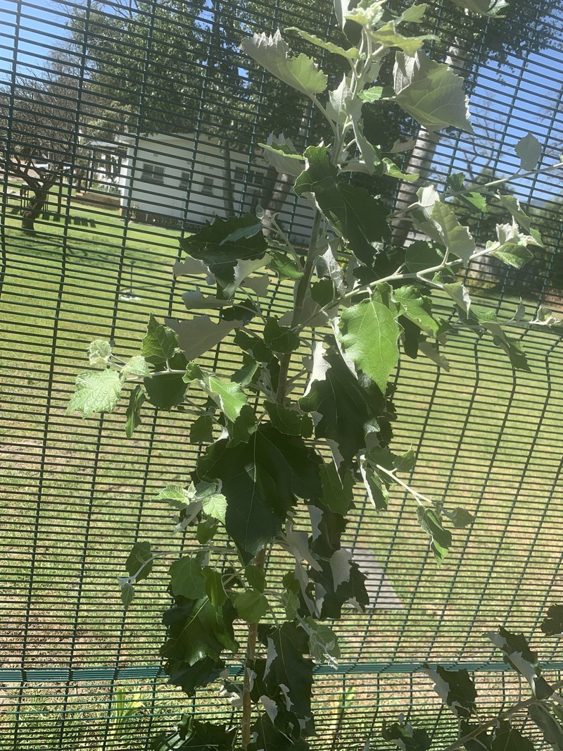 Gray Poplar photo 8