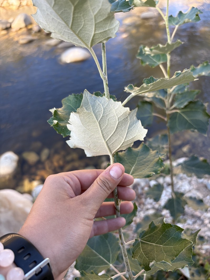 Gray Poplar photo 9