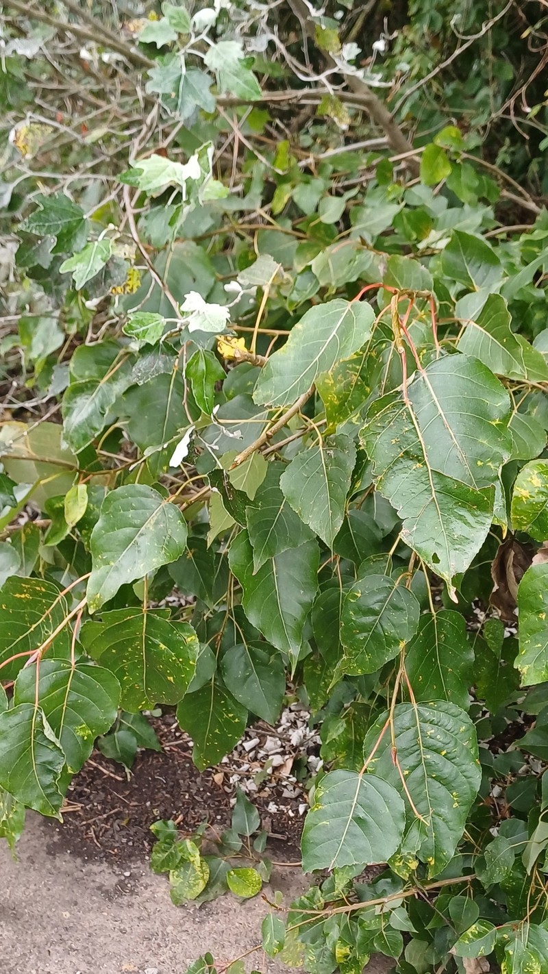Populus × generosa