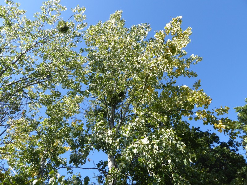 Populus × generosa photo 2