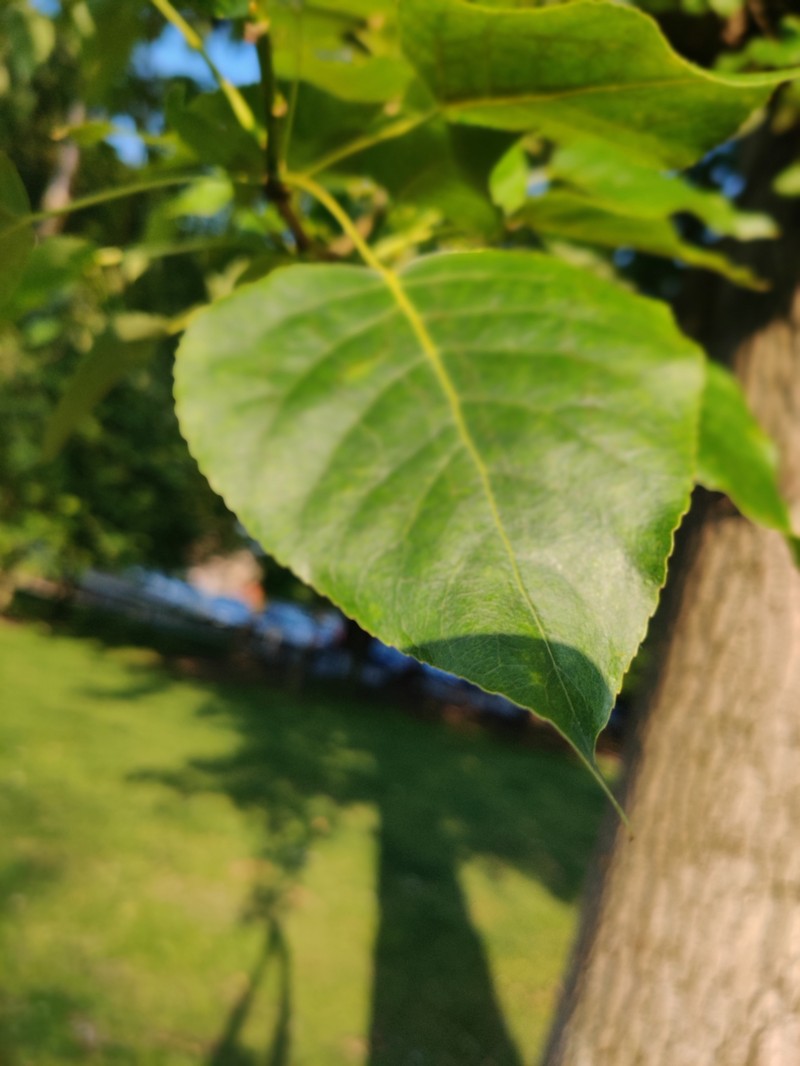 Populus × generosa photo 3