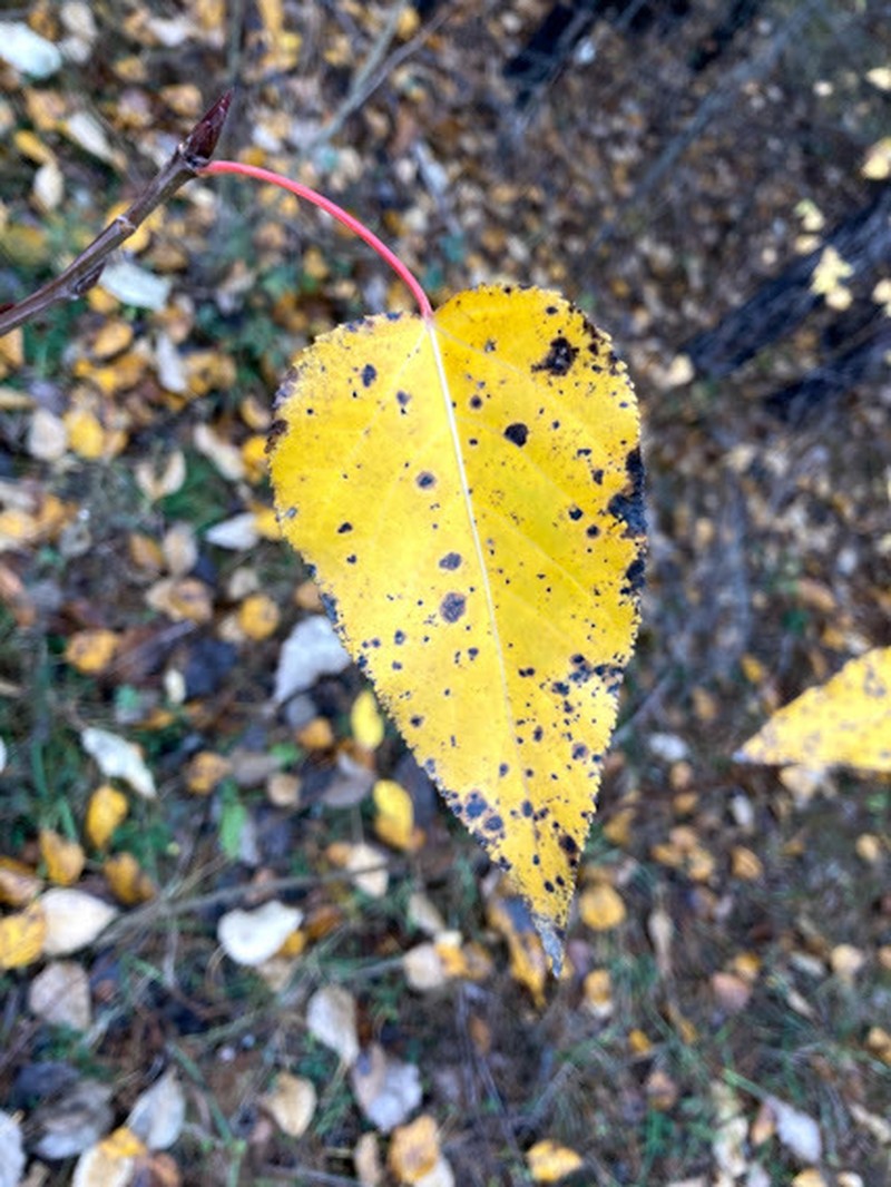 Populus × generosa photo 6