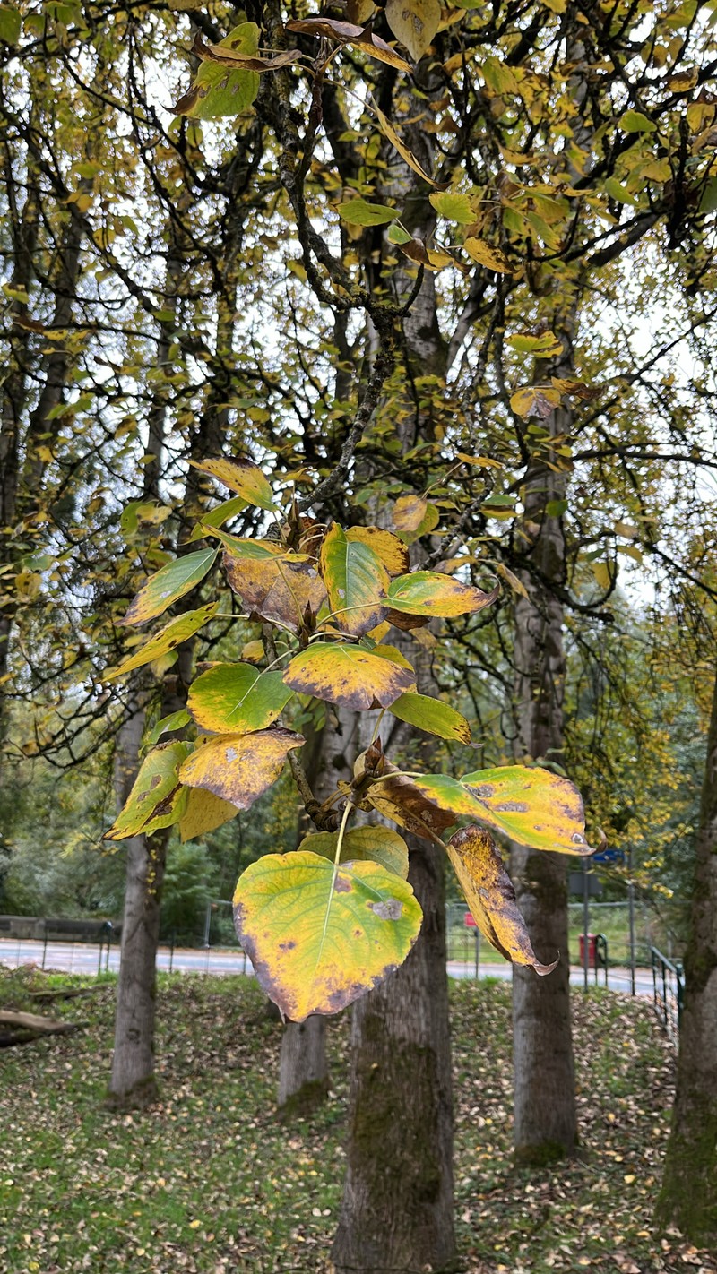 Populus × hastata