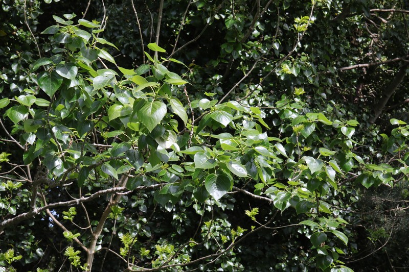 Populus × hastata photo 6