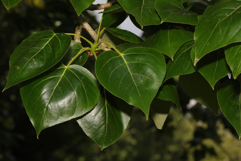 Populus × hastata photo 7