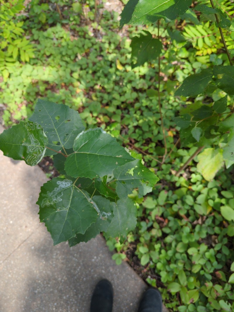Cottonwood