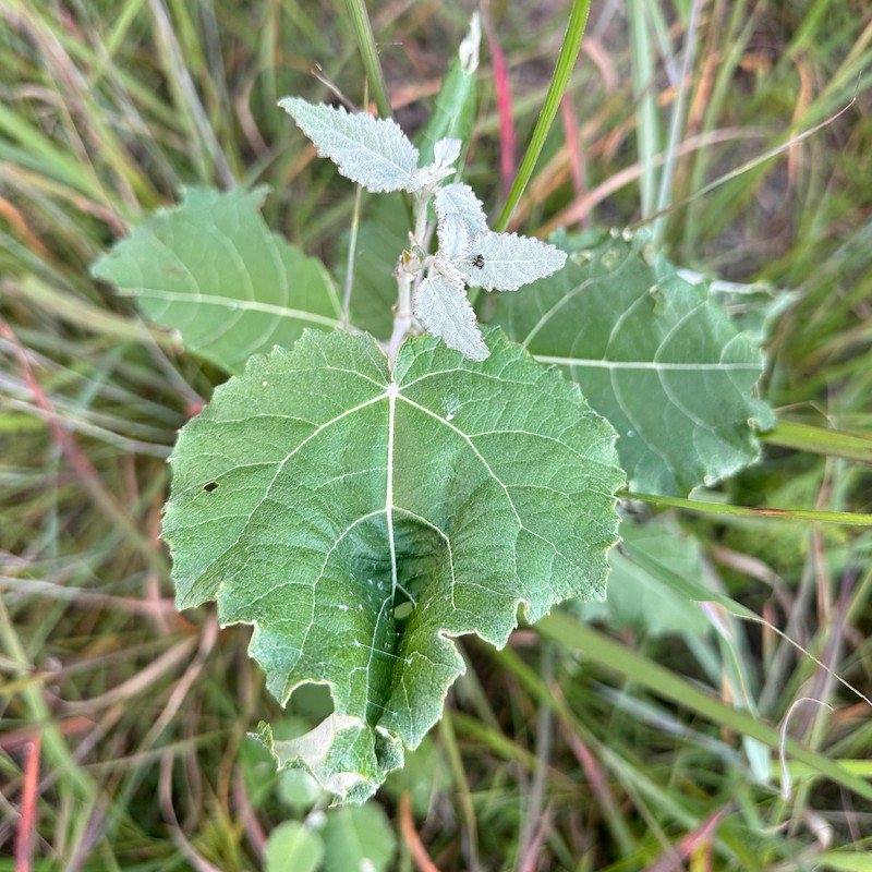 Cottonwood photo 2