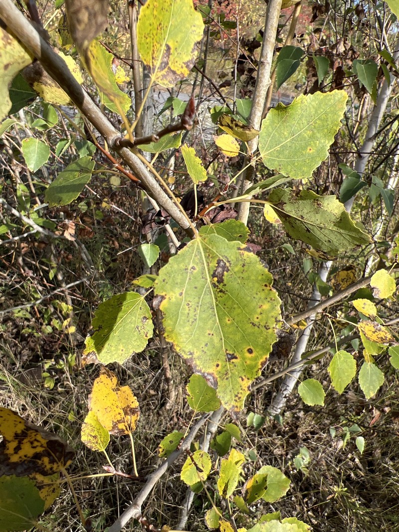 Cottonwood photo 3